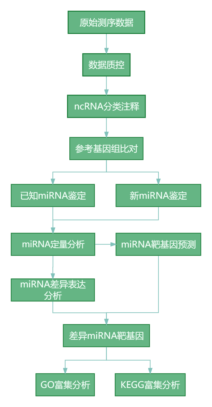 小rna技术路线