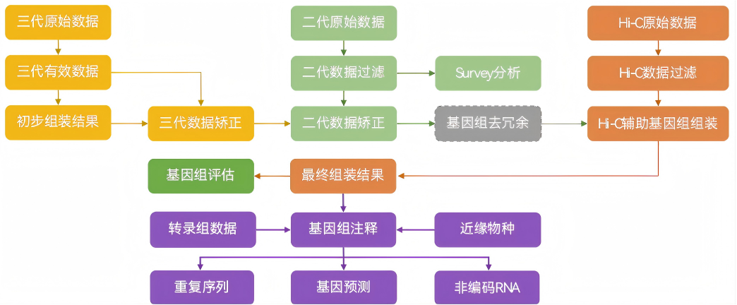 基因组denovo流程图
